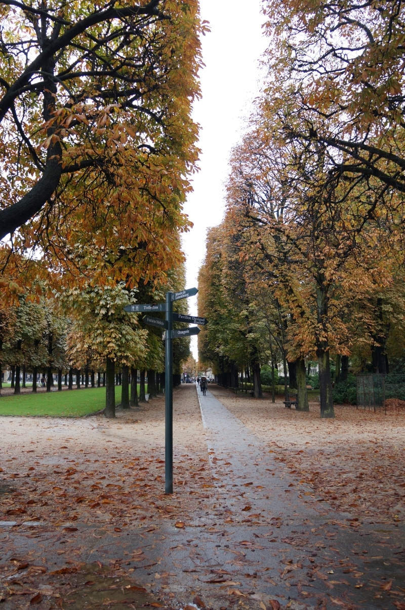 Promenadväg omgiven av träd med löv i höstfärger