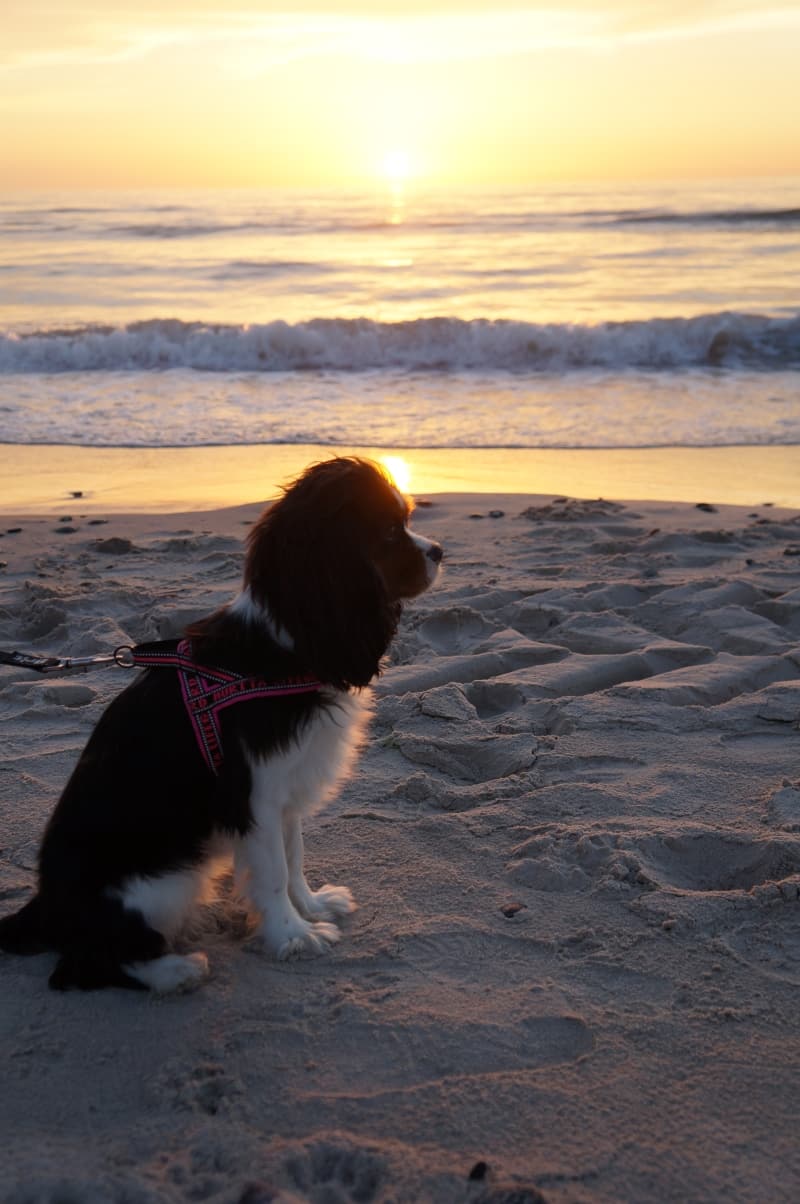 Liten svartvit hund i profil på stranden i solnedgången