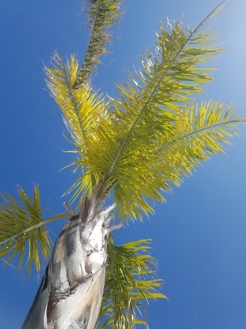 Gröna palmblad mot blå himmel