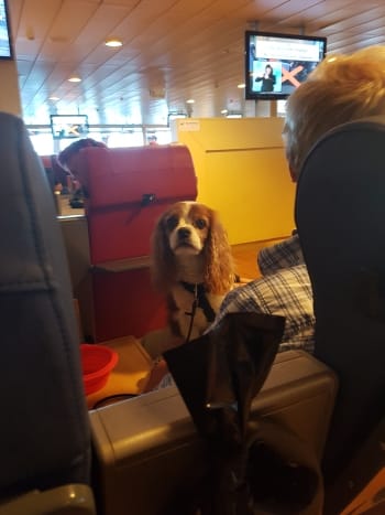 En brunvit liten hund i knäet på en äldre man