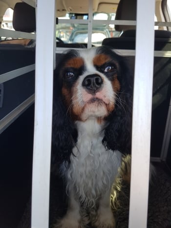 En liten svartvit hund i en hundbur i bagageluckan på en bil