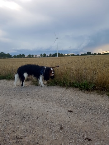 Hund smakar på gräs längst grusvägen