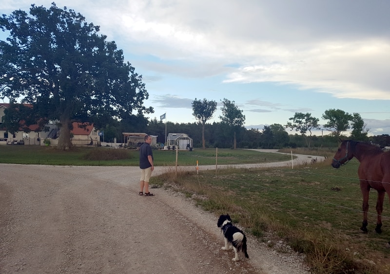 Man och hund vid en häst i hage
