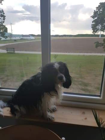 Liten svartvit hund på fönsterbräda
