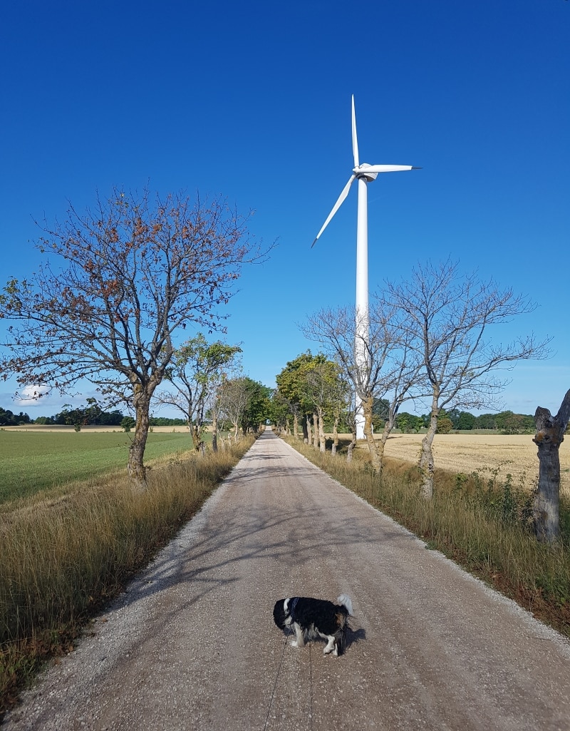 Allé genom åkrar, vindkraftverk till höger och en liten svartvit hund i förgrunden