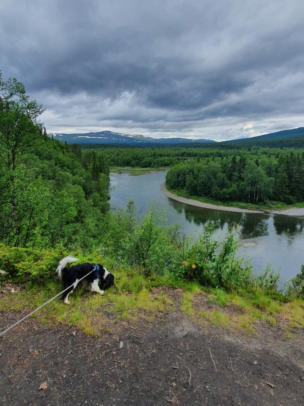 Hund i förgrunden till vattendrag