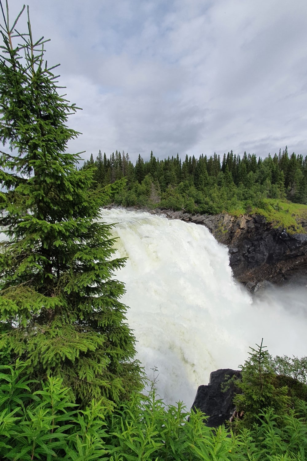 Vattenfall mellan granar