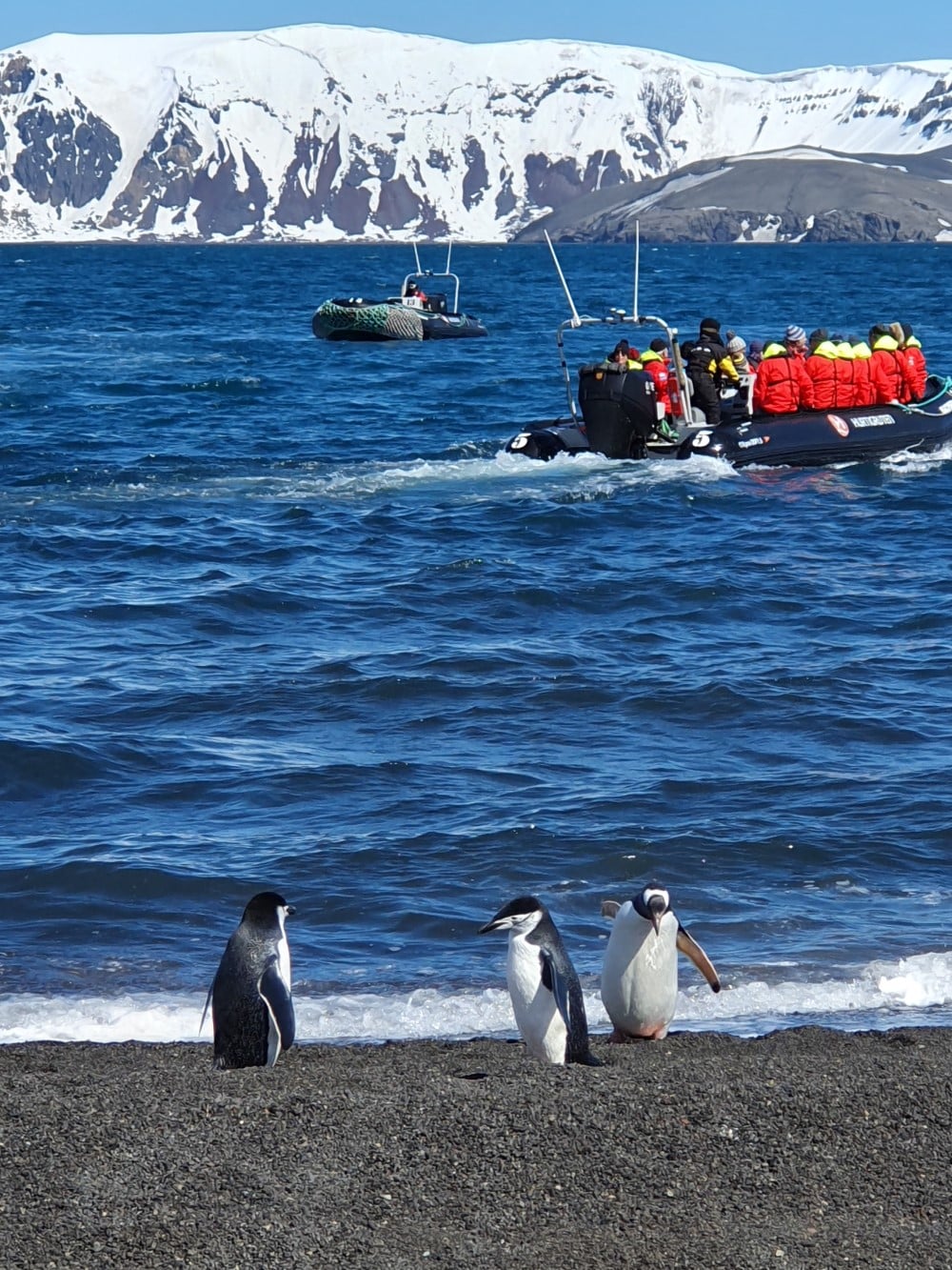 Pingviner på land framför antarktiska oceanen där två ribbåtar åker