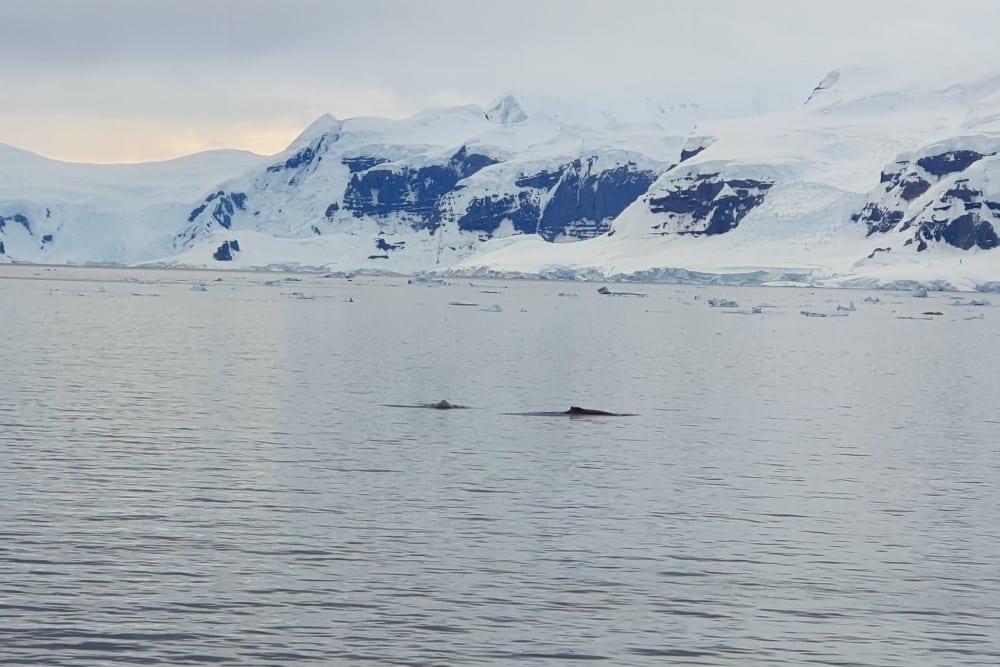 Toppen på två valar i antarktiska oceanen framför snötäckta berg