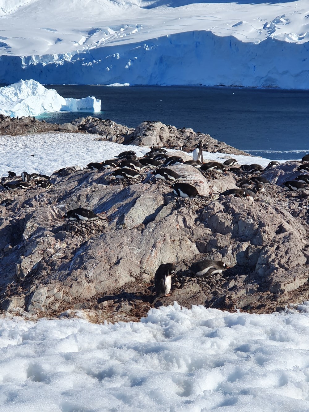 Pingviner på stenar framför antarktiska oceanen och isberg