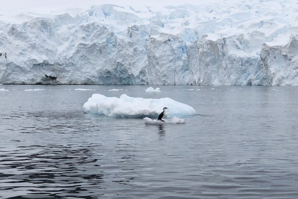 Fågel på ett litet isblock i antarktiska oceanen framför isberg