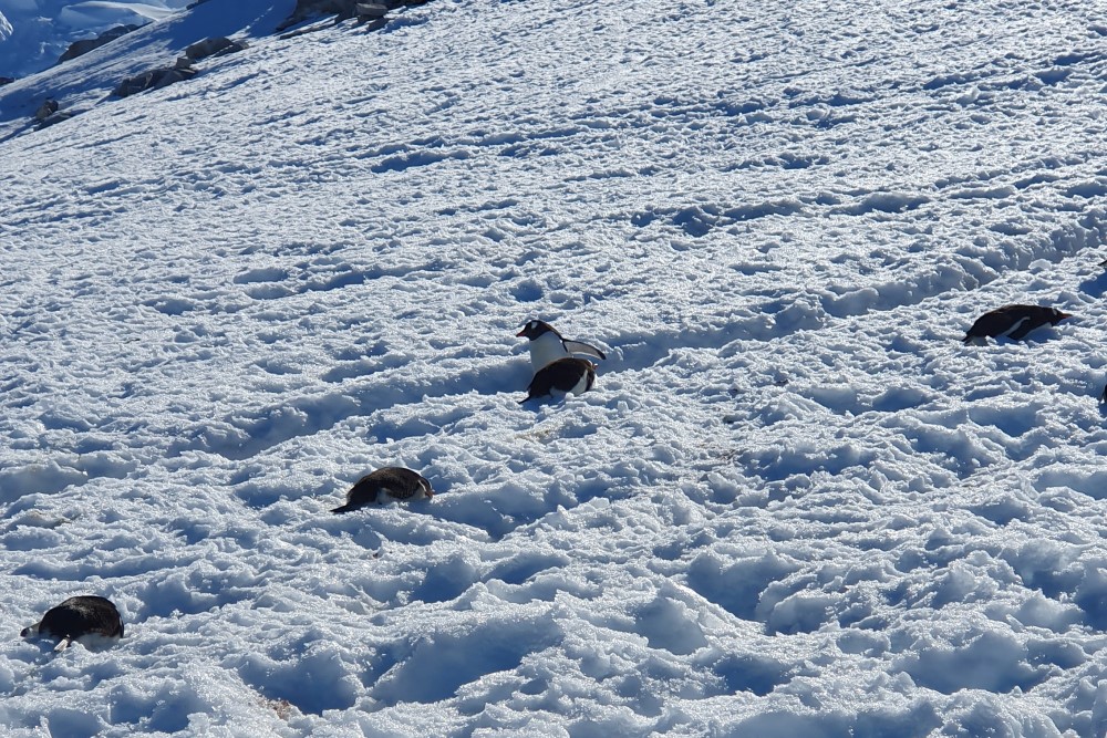 Pingvin i gång genom snön och några pingviner liggandes bredvid