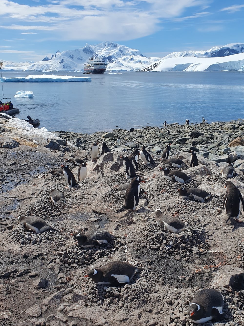 Pingviner och deras bon av småsten framför antarktiska oceanen med isblock och stort fartyg