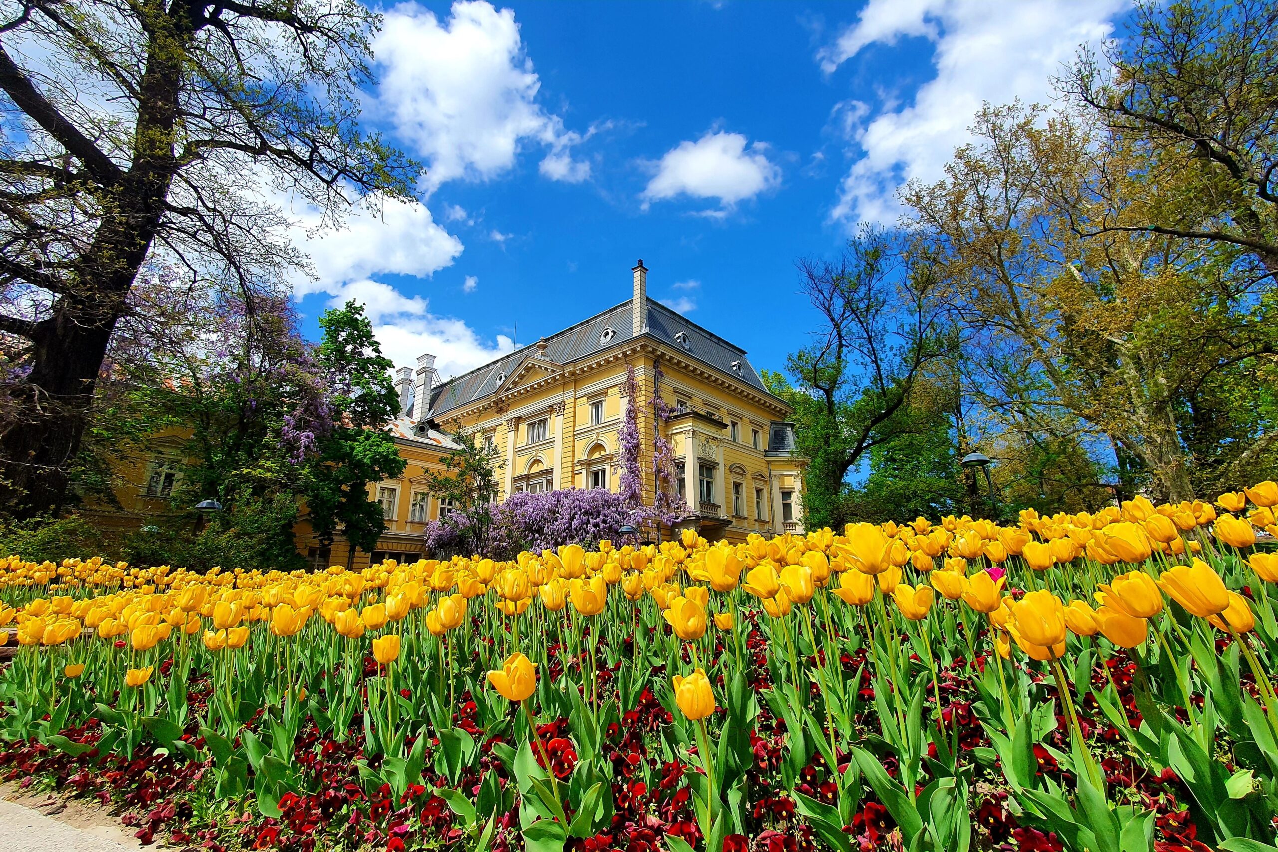 Gula tulpaner framför gul byggnad med lila blommor